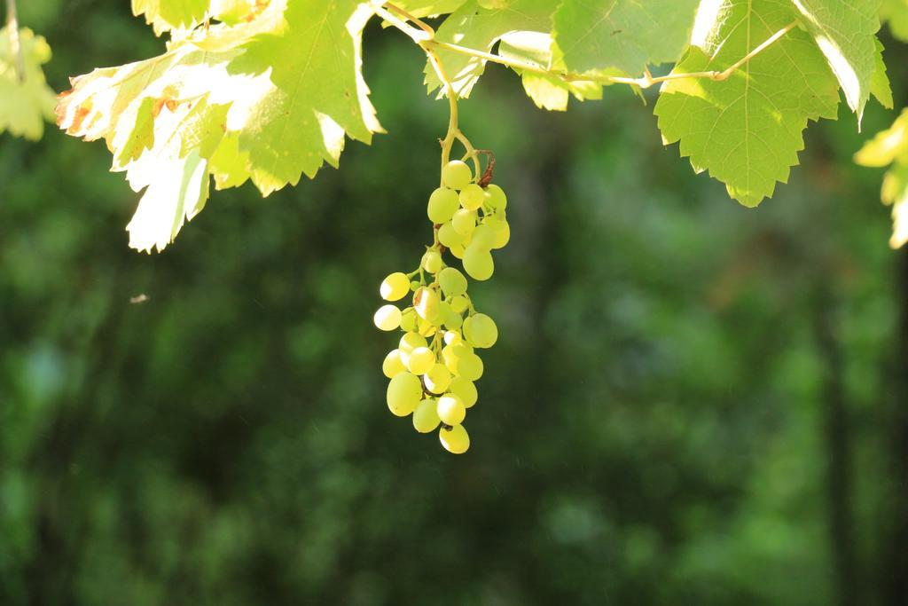 圣洛朗代阿尔布雷 Domaine Du Moulin酒店 外观 照片